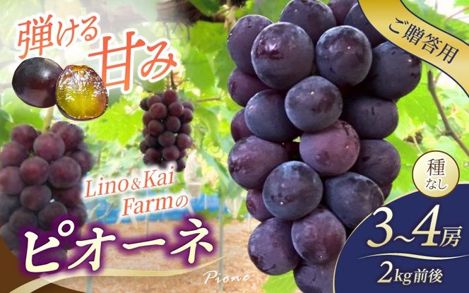 【2026年先行予約】【ご贈答用】岡山の『ニューピオーネ』 3房～４房入り （2kg前後 化粧箱入） Lino＆Kai Farm / 朝採れ ぶどう 岡山 真庭市 ピオーネ 高級 ギフト 大粒 果物 贈答 人気 産地直送 国産 数量限定 種なし 【linokai006-02】