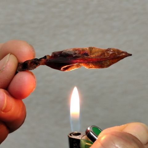 無添加 ホタルイカ素干し 38g×5袋 魚貝類 ホタルイカ イカ 海鮮 干物 おつまみ 肴 加工食品  myz02 myz11 myz17