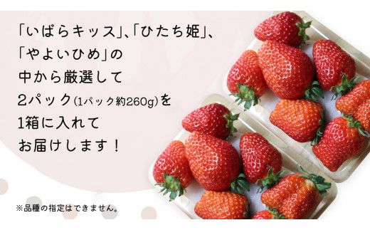 【 先行予約 】 【 定期コース 】 厳選 いちご 2パック 【 毎月 第3木曜に全3回発送 初回発送 2027年1月21日 】 （常陸太田市 共通返礼品 ) 約260g×2パック いばらキッス ひたち姫 やよいひめ から 厳選して お届け 定期便 いちご 数量限定 果物 くだもの フルーツ 苺 イチゴ 数量限定
