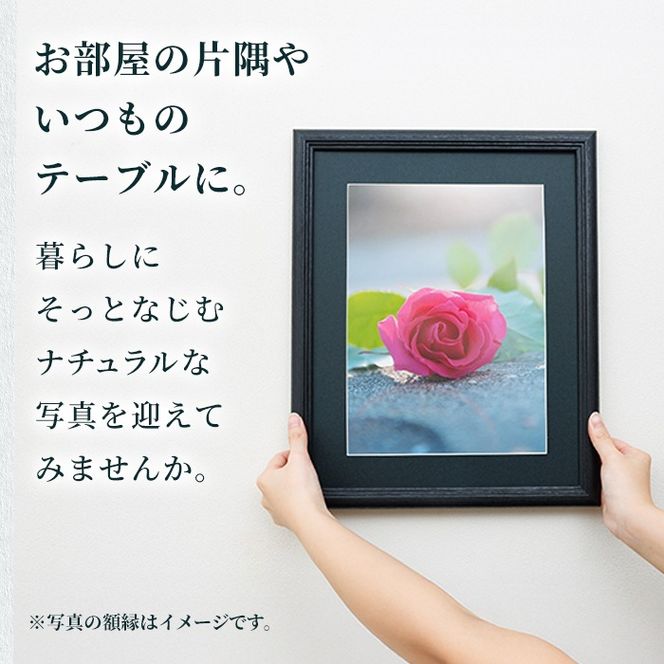 写真家 JUNKI GOTO 作品『薔薇と海』 写真(1枚・フォトフレーム付) 写真 大分県 佐伯市 蒲江 インテリア 雑貨 フォト 額付き【JD001】【JUNKI GOTO】