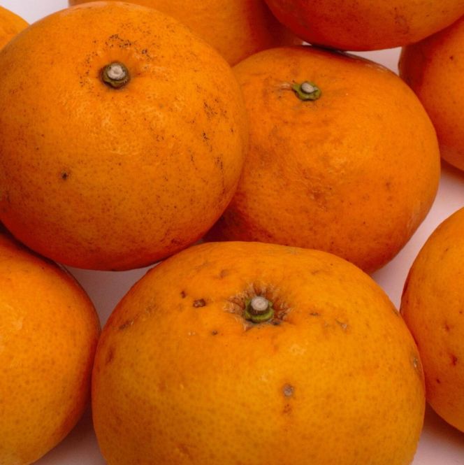 ＜4月より発送＞家庭用 甘夏柑5kg+250g（傷み補償分）◇【初夏のみかん・旬の果物】【有田産】【光センサー食べ頃出荷】【わけあり・訳あり】 ※北海道・沖縄・離島への配送不可 ※2026年4月上旬～5月下旬頃に順次発送予定