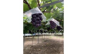 高妻 約1.2～1.5kg（2房入り）【2026年8月上旬以降発送】 313726_CR002