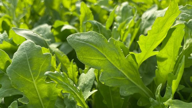 つくばみらい市 で栽培した セルバチカ ( ワイルドルッコラ ) 500g サラダ さらだ ルッコラ ハーブ 新鮮 国産 辛い セルバチコ ベビーリーフ イタリア野菜 イタリア料理 イタリアン パスタ 高級 トッピング 大容量 たっぷり [DS09-NT]