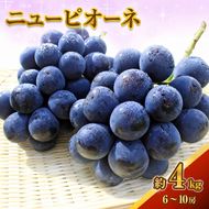 ニュー ピオーネ 約4kg ぶどう 葡萄 フルーツ 岡山 高梁市産 2026年 先行予約 果物類 果物 