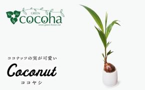 ココヤシ 糸島市 / cocoha [AWB012] 観葉植物 緑 グリーン 暮らし インテリア 植物 鉢 おしゃれ 室内  かわいい