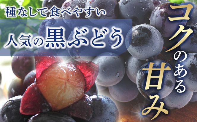 ［先行予約］和歌山 有田産 種なし BKシードレス 約1kg 2～3房 ［2026年8月下旬より順次発送予定］ DU05