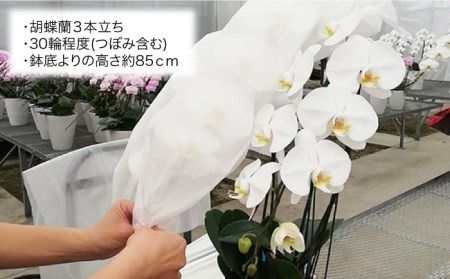 胡蝶蘭 大輪 白 ( 3本立 ) ( お祝い / 開店祝い / 就任祝い ) 糸島 / はざま園芸 [AND001] 胡蝶蘭 お祝い ギフト 贈答 洋蘭 開店祝い 新店 祝い 白 3本