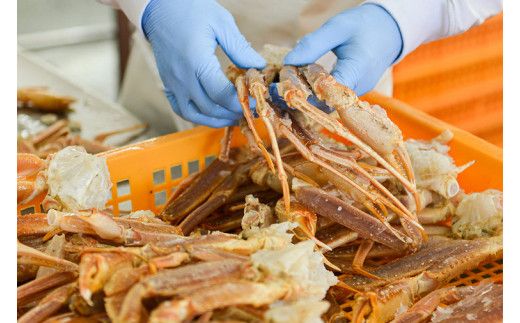 ボイル 本ずわいがに 爪 1kg (500g × 2) カジマ ずわい蟹 ズワイガニ ずわいがに かに カニ 蟹 かに爪 カニ爪