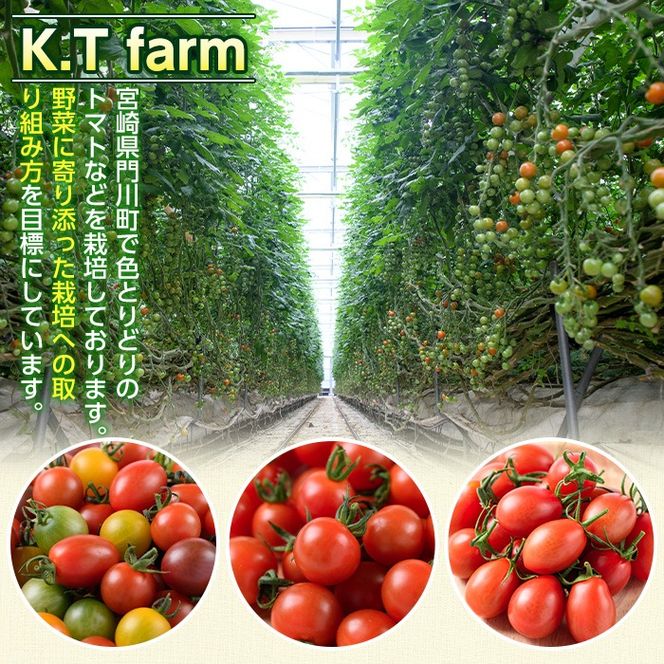 ＜先行予約受付中！2025年11月上旬から順次発送予定＞カラフルトマト食べ比べセット(約1kg) 国産 宮崎県産 とまと 野菜 サラダ 黄色 オレンジ みどり 紫 アイコ 赤 セレブスイート 【KT-9】【K.Tfarm】