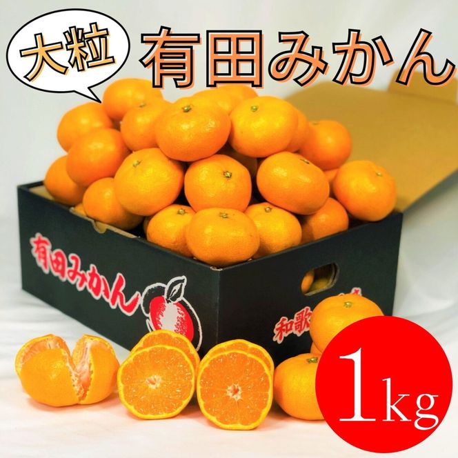 大粒有田みかん 1kg (約7個～8個) DJ041