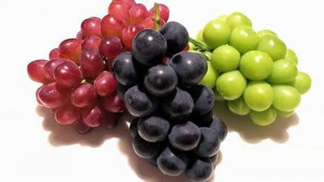 【定期便】ぶどう 品種ランダム5房セット【2026年8月から3か月連続で発送】（茨城県共通返礼品 [ぶどう]：結城市産） ブドウ 葡萄 果物 フルーツ 茨城県産 [BI434-NT]