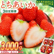 【先行予約】【3回定期便】栃木県産 とちあいか 合計3,000g (250g以上×4パック×3回) 農家直送 家庭用 和饗エコファーム【栃木県共通返礼品/高根沢町産】｜定期便 栃木県 ふるさと納税 いちご イチゴ 苺 旬 果物 フルーツ とちあいか(DW002)
