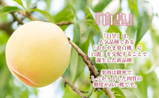 【 2026年 先行予約】 桃 岡山県産 どれも食べたい！岡山の桃 3種 満喫 プラン 3回 コースA ( 日川白鳳 ・ 白鳳 ・ 白皇 各1.5kg)《2026年6月上旬-8月下旬頃出荷》白桃 数量限定 期間限定 定期便