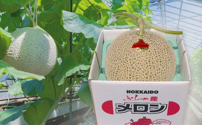 富良野産 キングメロン 大玉 1玉 特秀品(2.3kg以上) 赤肉 メロン 富良野メロン 果物 フルーツ 甘い ジューシー 新鮮 ブランドメロン 贈り物 ギフト おやつ 夏 北海道 富良野市