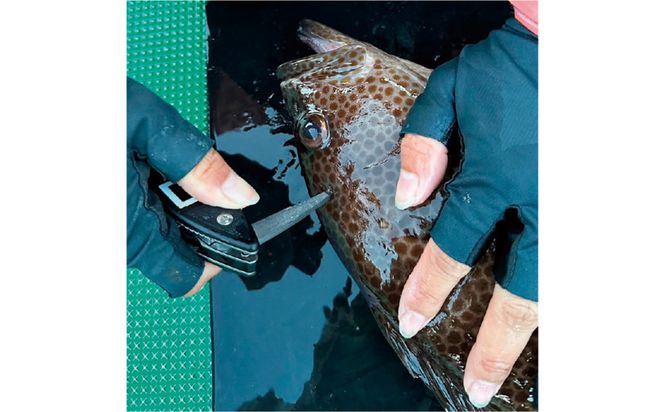 津本式計測マルチ絞め具 272230_CA006