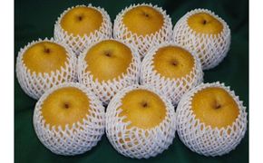 訳あり 王秋梨 5kg箱 (約6～12玉) 312011_BU008