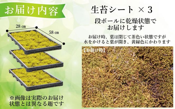 スナゴケ生苔6シート1セット【北海道・沖縄・離島　配送不可】