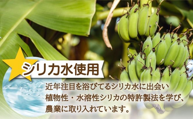 希少！特許製法で作るシリカ水で栽培する特別な「島バナナ」【ふるさと納税 沖縄県石垣市 沖縄 石垣市 石垣島 希少 無農薬 バナナ ばなな 離島のいいもの 沖縄いいもの石垣島 】OI-6