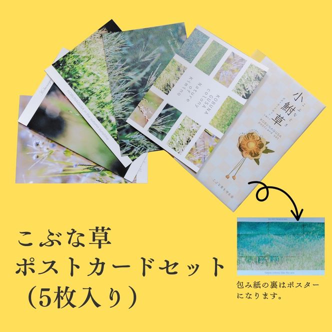 こぶな草3点セット うさぎ巾着ブローチ・ポストカード・染め草 ／ 紀美野町 【sik929-set-kbn】
