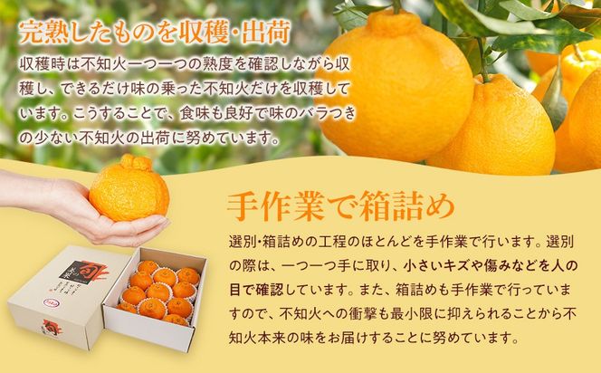 アルギット 不知火 約2.5kg 中玉 サイズ（11～12玉）| 先行予約 不知火 デコ みかん 甘い おいしい ジューシー 完熟 期間限定 数量限定 フルーツ 果物 柑橘 人気 おすすめ 高級 こだわり ギフト 旬 お取り寄せ 送料無料 和歌山 有田川町    DT015