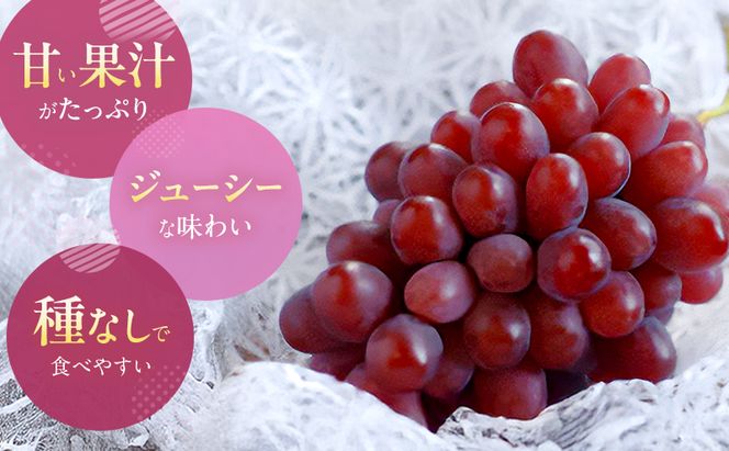 【2026年先行予約】 ぶどう 岡山県産 冬のぶどう 紫苑 （ 種無し ）1房（約700g） 《2026年10月中旬-11月上旬頃出荷》 葡萄 ブドウ フルーツ 果物 数量限定 期間限定 岡山 里庄町 果物類 
