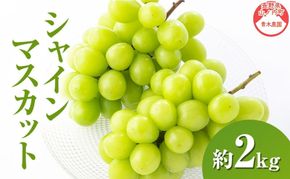 【2026年9月～発送】シャインマスカット約2kg 4～6房 長野県産