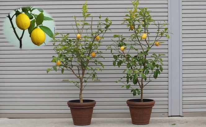 苗木 レモン 特大サイズ レモンの木 鉢植え ブラウン鉢 2個 植物