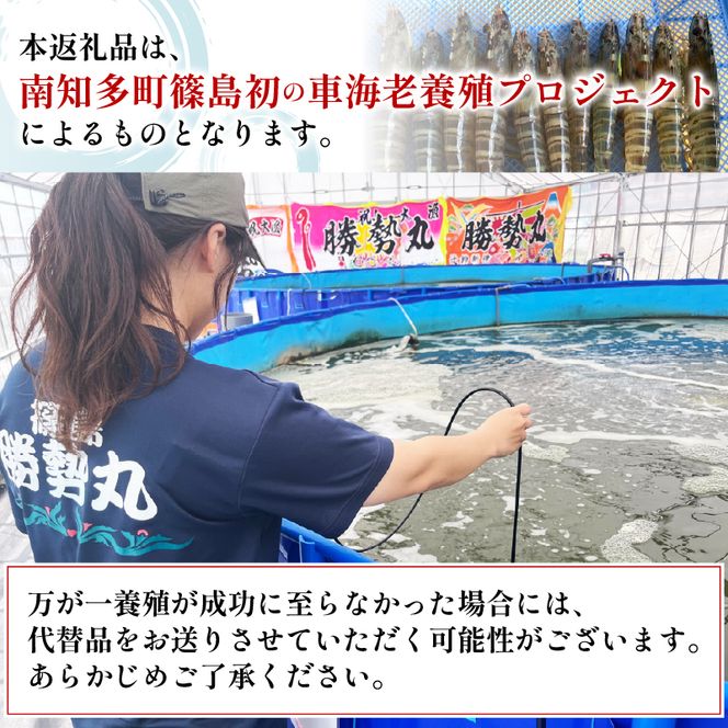 先行予約 活車海老 約300g 指定日必須 クルマエビ