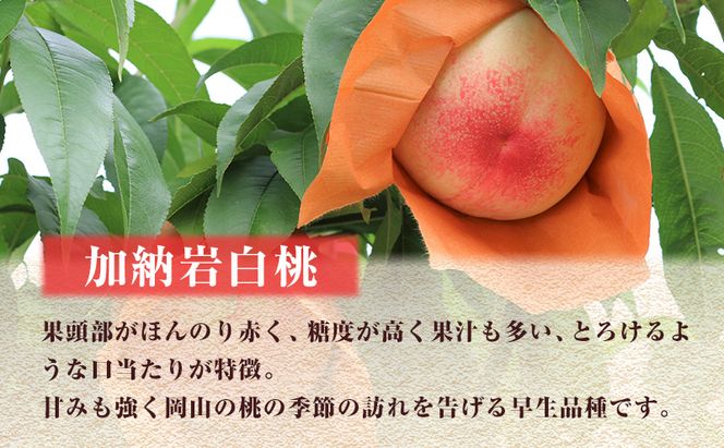 【 2026年 先行予約】 桃 岡山県産 加納岩 白桃 約1.5kg（5～7玉） 《2026年6月下旬-7月上旬頃出荷》 白桃 岡山 はくとう スイーツ フルーツ 果物 先行予約 数量限定 期間限定 岡山 里庄町 モモ もも 桃 