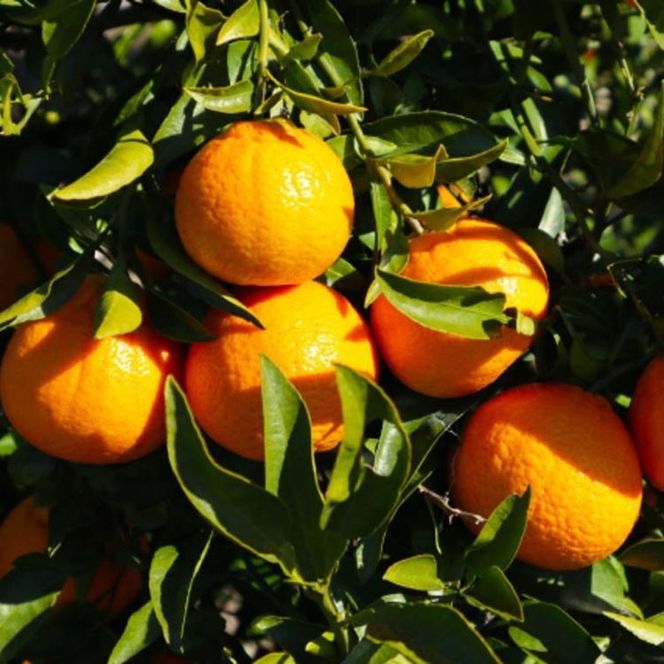 【先行予約】【濃厚】和歌山県有田産 不知火 約4.5kg（サイズ混合）