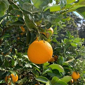 【2027年先行予約】和歌山県産 有田の八朔 (はっさく)【訳あり 家庭用】約6kg【S～4Lサイズ混合】まごころ手選別 _ZE6167n