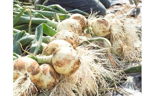 (2026年発送)【先行予約】新玉ねぎ 食べ比べ定期便 生がおいしい 神重農産のブランド玉ねぎ「旬玉」5㎏×4回 ブランド玉ねぎ 玉ねぎ 新玉ねぎ 国産 愛知県産 野菜 やさい 農家直送 畑直送 旬 たまねぎ 先行予約 旬 特産 高評価 高リピート 人気 H105-128