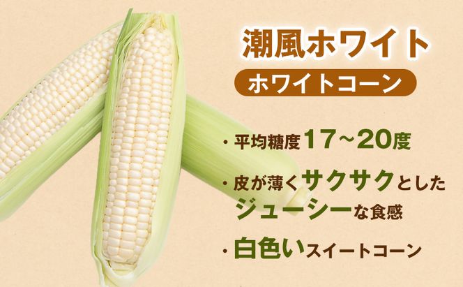 ［2027年発送 先行予約 夏の味覚］潮風ホワイト 2Lサイズ 10～12本 とうもろこし トウモロコシ 白 コーン とうもろこし BBQ 焼き肉 白浜町 304018_ET02