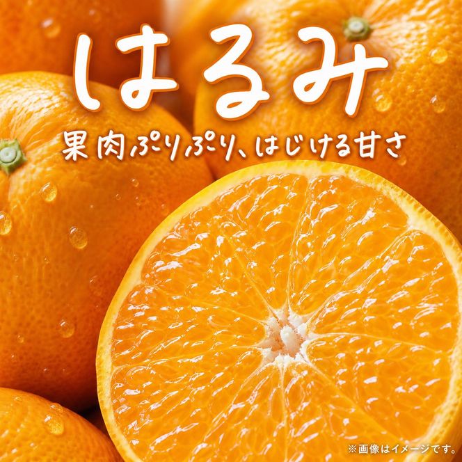 果肉ぷりぷり!完熟はるみ　５ｋｇ［2027年2月上旬頃～2027年2月下旬頃に順次発送］［UT22］ 303446_XF032