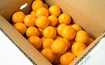 ZT6201n_【2026年先行予約】赤秀 有田みかん 2kg 2S～Mサイズ おまかせ 手作業 新鮮 濃厚 甘み ほどよい 酸味 バランス 有田 みかん 温州みかん フルーツ 果物 柑橘 国産 食品 食べ物 おやつ デザート フレッシュ 産地直送 お取り寄せ 和歌山県 湯浅町 送料無料