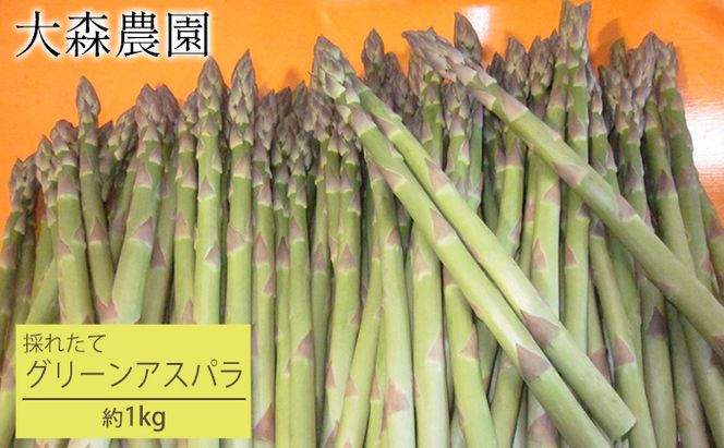 [先行受付] 北海道 仁木町産 グリーンアスパラ 1kg  アスパラガス アスパラ 野菜 やさい [大森農園]