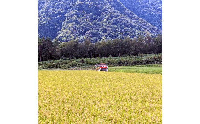 令和7年産　山崎農園こしひかり　無洗米10kg 313726_CH006