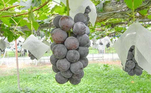 FYN6-059 《2026年先行予約》贈答用 山形県産 シャインマスカット ピオーネ 2種詰合せ 約1.6kg(2～4房) 秀品 2026年8月下旬から順次発送 種無し ぶどう 葡萄 ブドウ マスカット 大粒 夏果実 秋果実 果物 くだもの フルーツ 贈り物 ギフト プレゼント 産地直送 山形県 西川町 月山