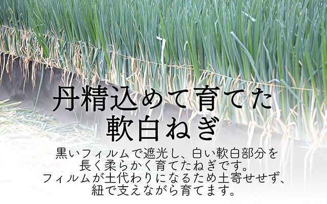 yR`cSzy11菇zY H̓˂ LTCY30{ 4kgiF2026.2.20j