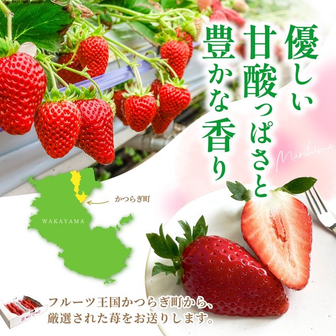 【先行予約】まりひめ いちご 12粒～15粒入り×2パック（500g）2027年1月中旬頃～2027年3月下旬頃に順次発送予定（お届け日指定不可）/ いちご 苺 まりひめ 和歌山 フルーツ 果物 くだもの【kgr007B】