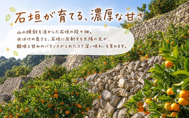【有田の小粒みかん5kg　(S～3Sサイズ混合) ※2026年11月下旬～2027年1月下旬頃に順次発送予定  / みかん ミカン 蜜柑 温州みかん 柑橘 フルーツ 果物 くだもの 和歌山【uot845A】 
