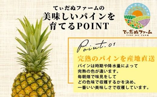 【先行予約】《2026年7月上旬頃より順次発送》石垣島産 ハワイ種パイン 3～4玉セット 約4.2㎏【 産地直送 石垣島産 石垣 完熟 パイン パイナップル 】TD-7