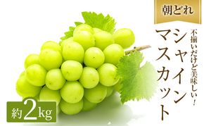 訳あり シャインマスカット 約2kg ご家庭用 辻葡萄園 ぶどう 葡萄 フルーツ 果物 岡山県産 岡山のぶどう 食後 デザート おやつ  数量限定
