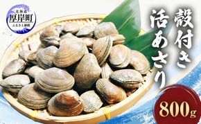 北海道 厚岸産 砂出し済み 活殻付き あさり 800g  新鮮 美味しい アサリ 貝 海鮮 北海道産 魚介 冷蔵 