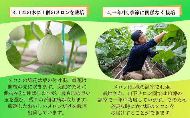 静岡温室メロン Ｌ玉1.6kg～1.7kg ×２玉　最高級のマスクメロン　山下メロン園　高級果実店に仕入るほどの自信のあるメロン  ギフト  メロン めろん 箱詰め フルーツ 果物  産地直送 甘いメロン 糖度 青肉 222232_AY004