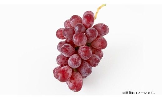 スカーレット 5kg 【2026年7月上旬発送開始】(茨城県共通返礼品：大子町) スカーレット ぶどう ブドウ 葡萄 皮ごと 希少種 フルーツ 赤い シャインマスカット 血統 贈答用 旬果 