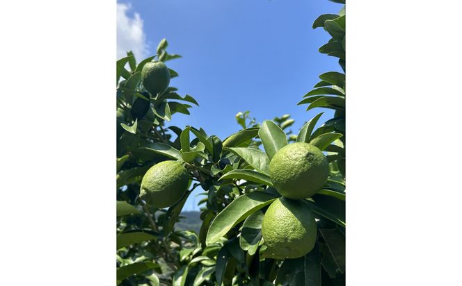 SANUKIFROZEN 璃の香 500g×4袋 372013_KF027