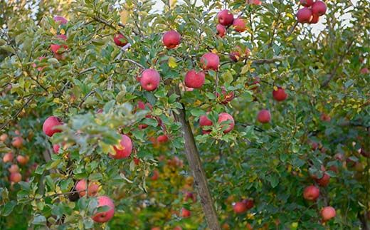 FYN6-309 山形県産 品種おまかせ りんご 赤色系 約2kg(5～8玉) 準秀品 2025年10月上旬から順次発送 果物 くだもの フルーツ 林檎 リンゴ アップル 秋果実自宅用 家庭用 訳アリ ワケアリ 山形県 西川町 月山