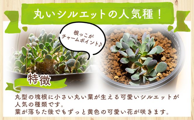 塊根植物 カカリオイデス オトンナ - 植物 オトンナ属 インテリア ナチュラル 自然 グリーン 観葉植物 おしゃれ 癒し かわいい 多肉植物 塊根植物 サキュレントフィールド Succulent field 高知県 香南市 常温 cc-0010