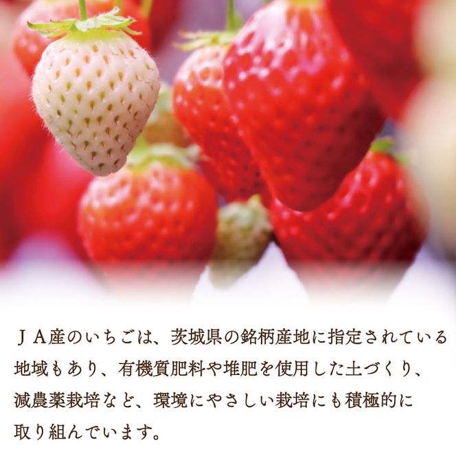 【2027年1月中旬以降順次発送開始】JAなめがたしおさい直送「やよいひめ」2箱（8パック入）|茨城県 行方市 ふるさと納税 果物 フルーツ 苺 いちご イチゴ（AE-163）